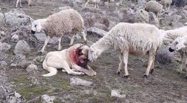 Mirënjohja e deleve për qenin e gjakosur që i mbrojti nga ujku