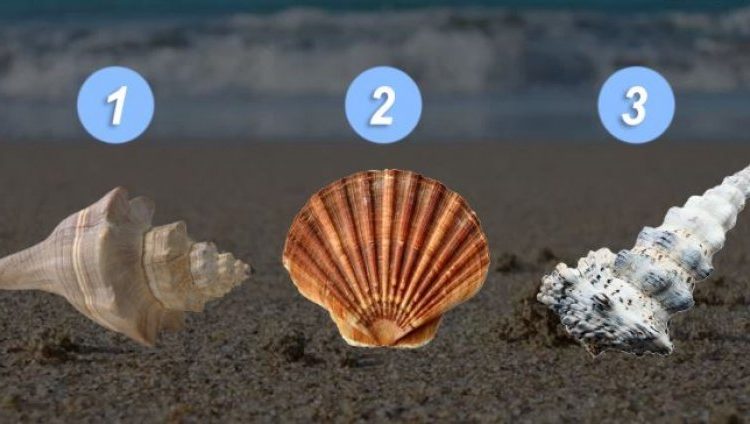 Zgjidhni një guaskë dhe zbuloni mesazhin që fsheh për ju