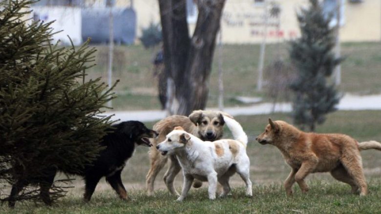 Bashkia e Shkupit themelon ndërmarrje të re publike për trajtim human të kafshëve endacake