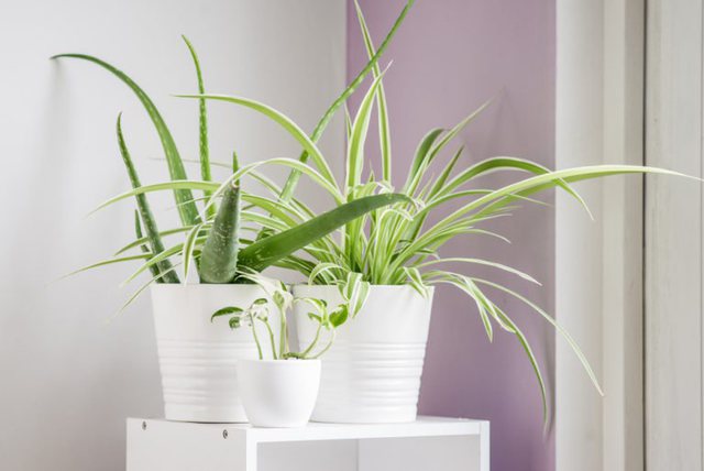 4 llojet e bimëve me “superfuqi” që pastrojnë ajrin e shtëpisë menjëherë