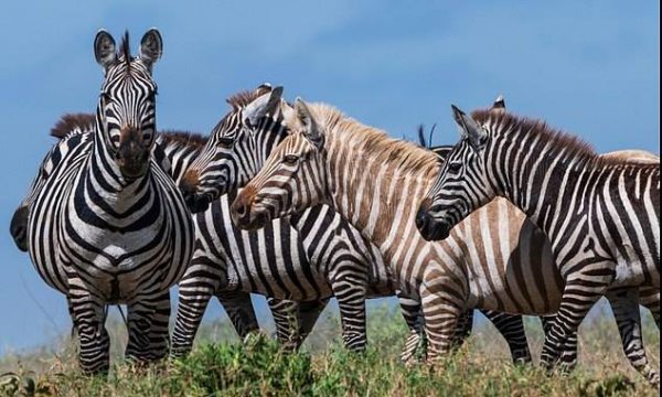 Pamje e rrallë: Fotografohet një zebër bionde (FOTO)