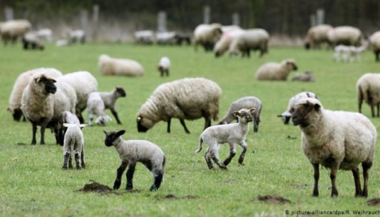 Strugë, qentë endacak mbysin 50 dele