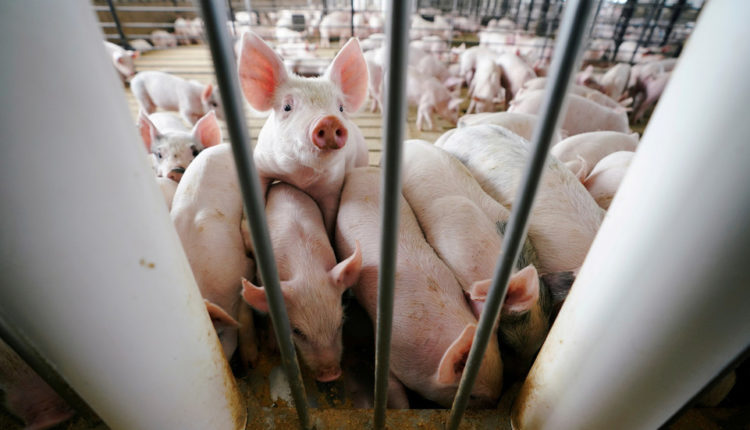 Trafikonin spermën e derrave në shishe shamposh, dy fermerët australianë përfundojnë në burg