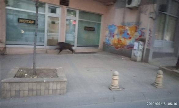 Derri i egër zbarkon në qendër të qytetit të Kumanovës