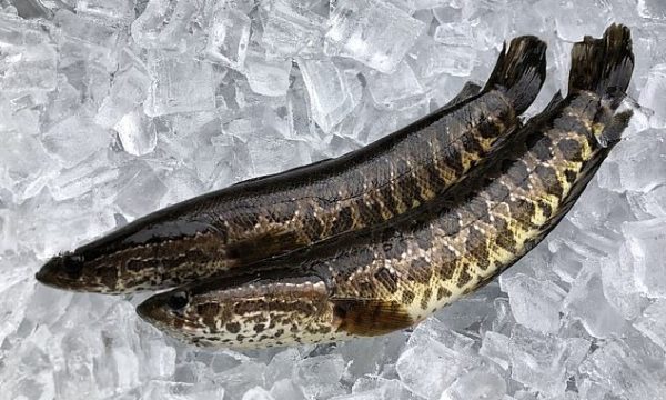 Në ShBA zbulohet peshku që mund të jetojë jashtë ujit