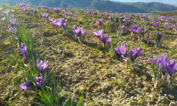 250 euro grami: Bima më e shtrenjtë në botë, gjendet edhe në Kosovë