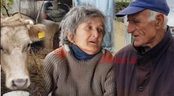 Mersini dhe Zhuljeta! Pas tërmetit të moshuarit e sëmurë flenë me lopën (VIDEO)
