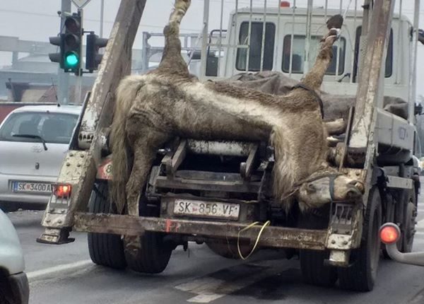 Kali i ngordhur transportohet jashtëligjshëm në mes të Shkupit, reagojnë nga Anima Mundi