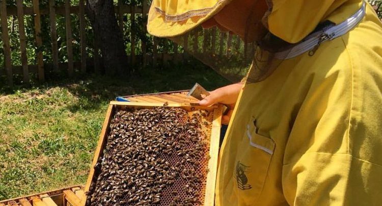 Simpozium i bletarisë në Shkup – paralajmërim për projekt të ri në bletarinë e Maqedonisë