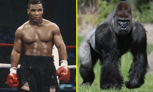 Kur Tyson ia ofroi kujdestarit të kopshtit zoologjik 10 mijë dollarë për ta lejuar të luftojë me një gorillë