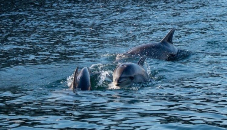 Kafshët e egra po i gëzohen qetësisë nëpër botë: delfinët në Turqi, derrat në Izrael, flamingot në Shqipëri