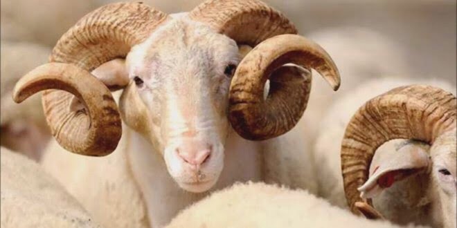 Domethënia e festës së Kurban Bajramit