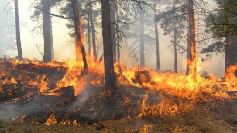 Në Maqedoni janë djegur dhjetë herë më shumë pyje, pyllëzimi zvogëlohet për tre herë