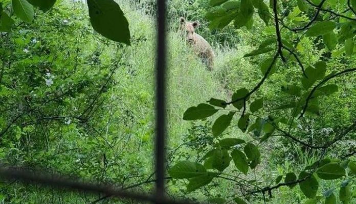 Ariu në rrugën Shipkovicë-Brodec, Banori e filmon nga afër (VIDEO LAJM)