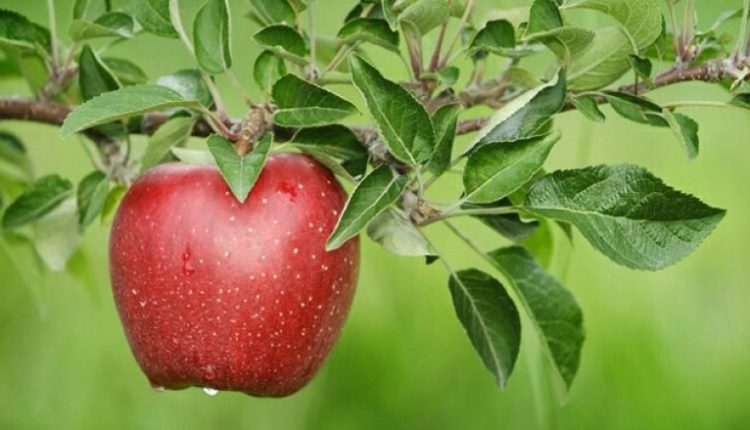 Konsumoni një mollë çdo ditë dhe do të befasoheni nga ajo që do t’i ndodhë organizmit tuaj