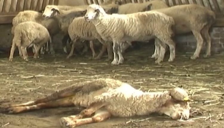 Sëmundja “gjuha blu”, Shqipëria ndalon importin e kafshëve nga Maqedonia