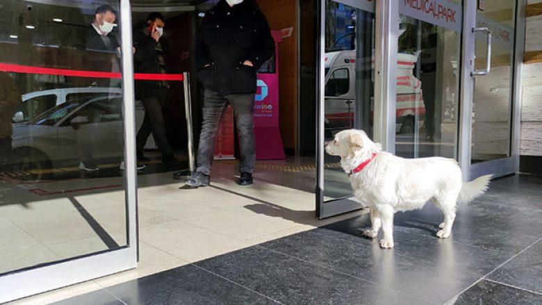 Qeni ribashkohet me pronarin e tij, pasi e priti për gjashtë ditë – para një spitali në Turqi