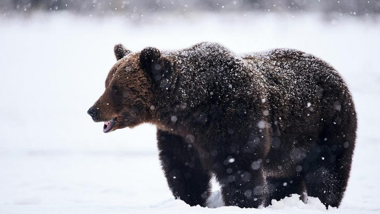 Një ari me dy këlyshë janë vrarë në parkun kombëtar “Mavrovë”