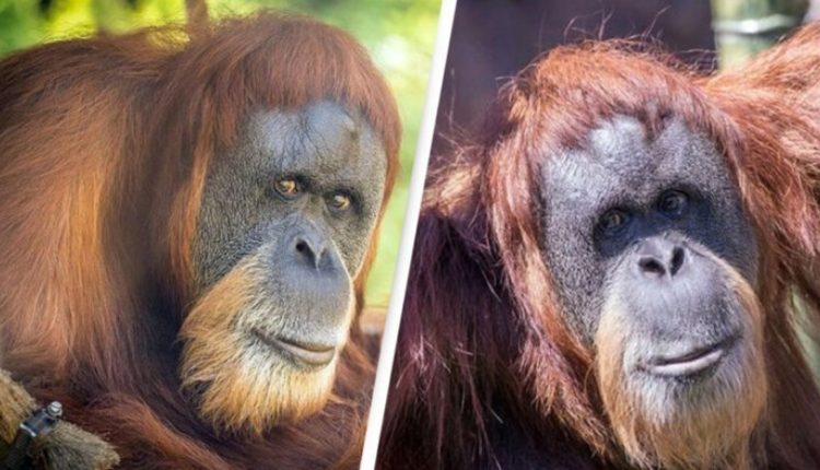 Ngordh në moshë 61-vjeçare, orangutani më i vjetër në botë