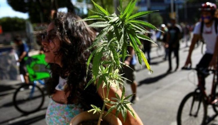 Legalizohet kanabisi, Meksika kthehet në tregun më të madh të ligjshëm në botë