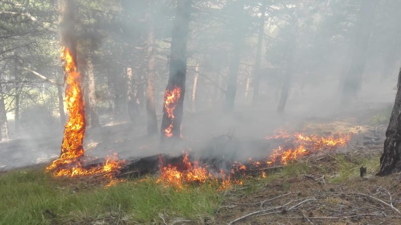 Bullgaria do të dërgojë ndihmë për shuarjen e zjarreve në Maqedoni