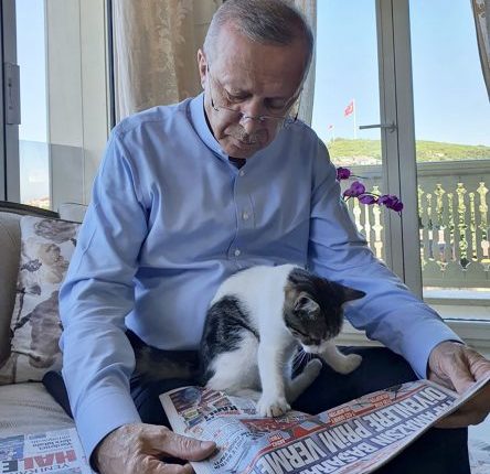 Erdogani poston foton duke lexuar gazetën, vëmendjen e merr macja që rri ulur në prehrin e tij