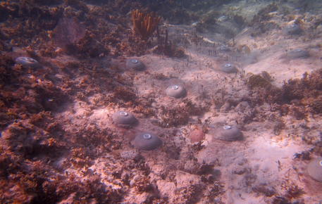 Ngrohja globale ka shkatërruar 14% të koraleve