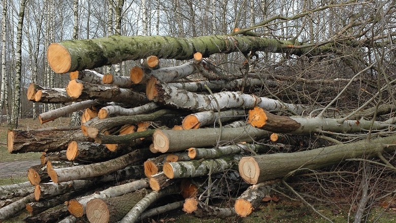 Arrestohen hajdutët e druve në rrethinën e Velesit, të pikasur gjatë prerjes të kundërligjshme të druve