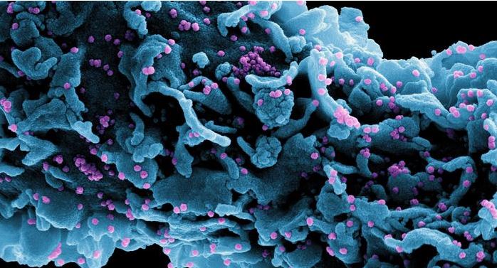 Një variant i ri i koronavirusit identifikohet në Francë