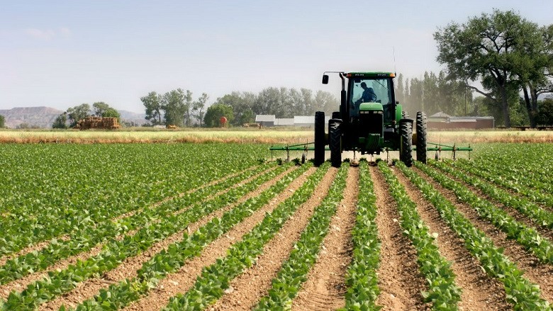 Tregtarët ukrainas anulojnë porosinë e lakrave në Maqedoni