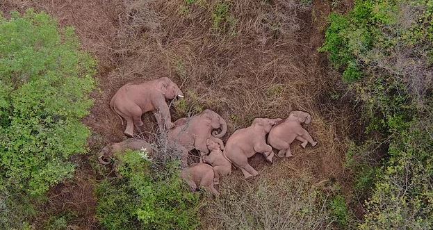 24 elefant pinë alkoolin e prodhuar nga fshatarët në Indi e futen në gjumë thellë: Autoritet i zgjojnë me daulle