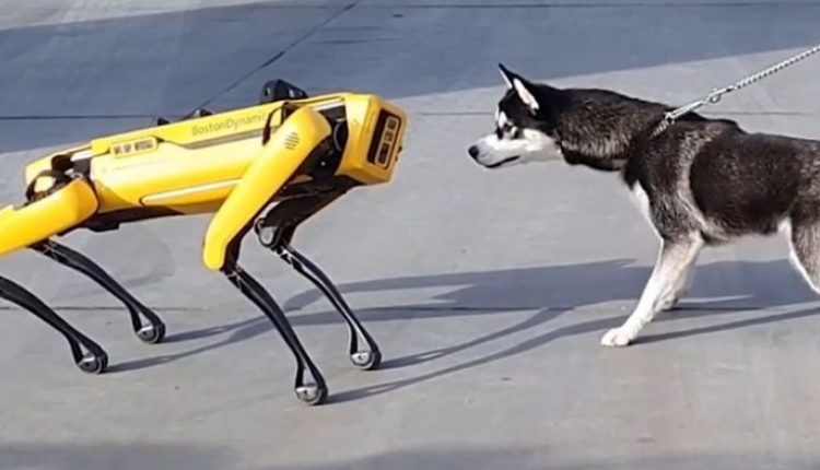 Qeni Husky takoi për herë të parë një robot në formë të qenit
