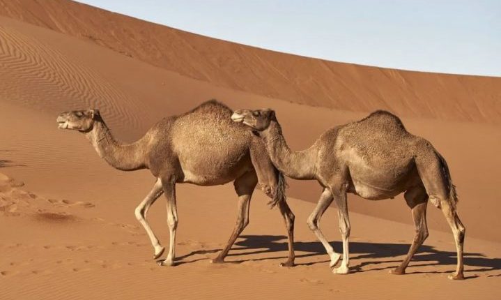 Alarmi për ‘gripin e devesë’ pas Kupës së Botës, më vdekjeprurës se Covid-19